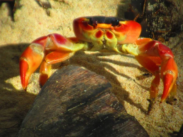 Eine Große Rote Krabbe Sand — Stockfoto