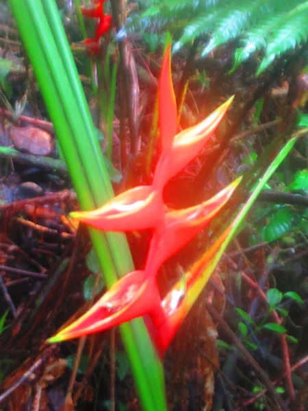 Une Grande Fleur Tropicale Dans Forêt — Photo