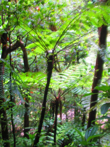 Ein Großer Baumfarn Üppigen Regenwald — Stockfoto