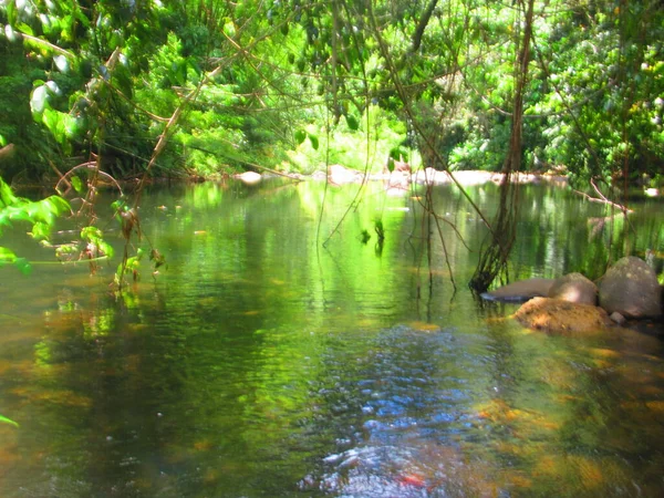 茂密的热带森林中平静的河流 — 图库照片