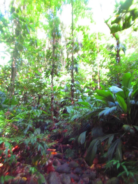 Foresta Tropicale Verde Lussureggiante — Foto Stock