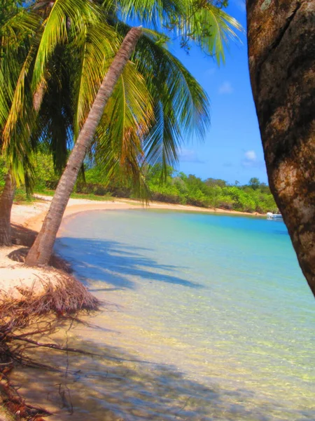 Hinter Den Palmen Der Weiße Sandstrand Und Das Paradiesische Türkisfarbene — Stockfoto