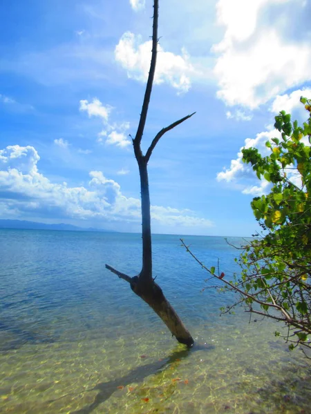 Trees White Sand Beach Paradisiacal Turquoise Sea — Stock Photo, Image