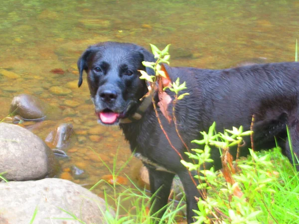 Piękny Czarny Pies Labrador Stojący Przed Rzeką — Zdjęcie stockowe