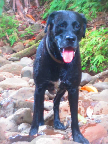 Belo Cão Preto Sobre Rochas — Fotografia de Stock
