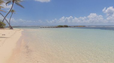 Palmiye ağacının arkasında, beyaz kumsal ve turkuaz deniz, mavi gökyüzünün altında.