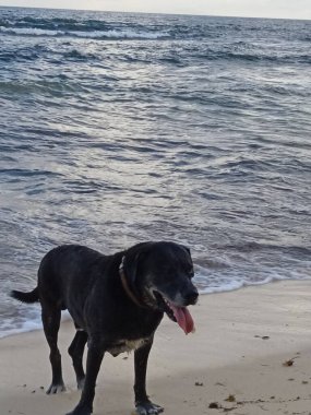 Güzel siyah bir köpek denizin önünde sahilde duruyor.