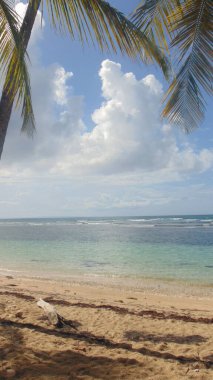 Turkuaz denizin önündeki kumlu sahilde bir palmiye ağacı.