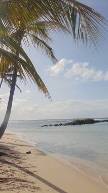 Turkuaz denizin önündeki beyaz kumsalda bir palmiye ağacı.