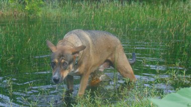 Genç bir köpek suda yürüyor.