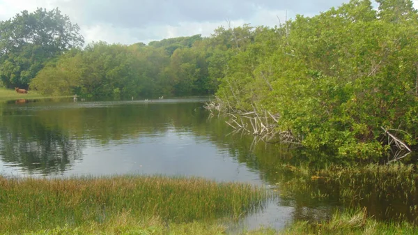 Ormanla çevrili küçük bir göl.