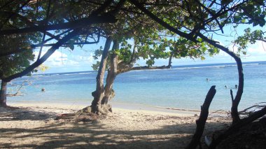 Beyaz kumsaldaki ağaçlar turkuaz denizin önünde, mavi gökyüzünün altında.