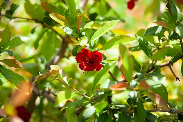 庭の赤い花と緑の草 — ストック写真