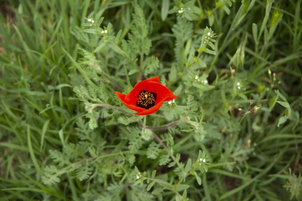 Κόκκινο Λουλούδι Και Πράσινο Γρασίδι Στον Κήπο — Φωτογραφία Αρχείου