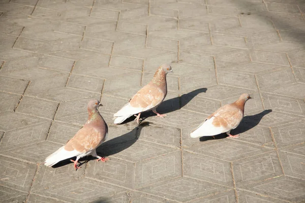 Three Pigeons Street — Stock Photo, Image