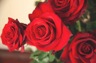 Beyaz arkaplanda kırmızı güller.