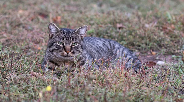 猫在草地上休息 转头望着别处 猫躺在草地上 猫在草丛中看着 — 图库照片