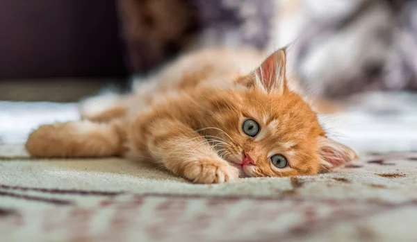 Cute Little Ginger Kitten Lies Bedspread Close Red Kitten — Stock Photo, Image