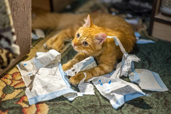 Cat tore up important papers and made a mess on the floor. Close up view of a ginger cat playing with a pile of torn sheets of the journal on a carpeted floor. Concept: tired of studying. Eco-friendly paper shredder.
