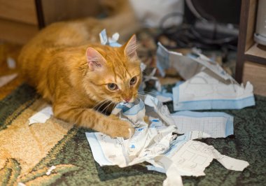 Kedi önemli evrakları yırtıp yere sıçtı. Kızıl bir kedinin halı döşeli bir zeminde yırtık bir günlük örtüsüyle oynadığını yakından görebiliriz. Konsept: çalışmaktan yoruldum. Çevre dostu kağıt öğütücü.