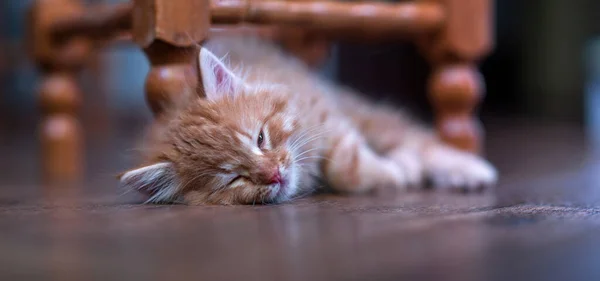 Söt Liten Ingefära Kattunge Ligger Golvet — Stockfoto