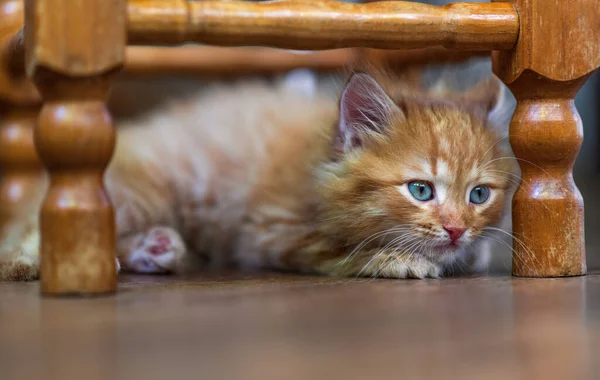 Cute Little Ginger Kitten Lying Floor — Stock Photo, Image