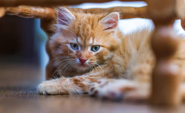 Cute Little Ginger Kitten Lying Floor — Stock Photo, Image