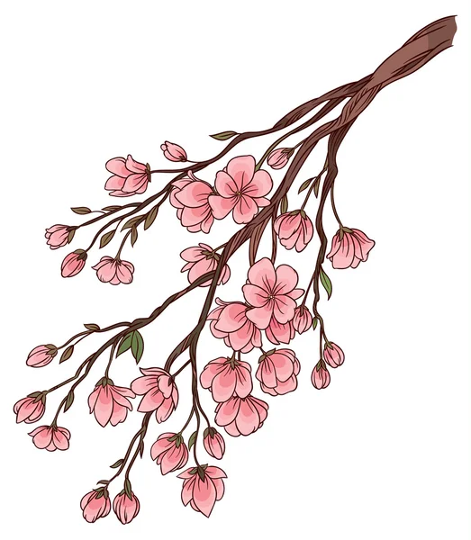 Cseresznye virágok ágai — Stock Vector