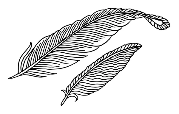 Hand drawn feathers — Stock Vector