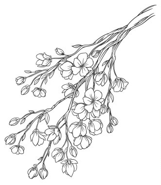 kiraz çiçekleri şubeleri