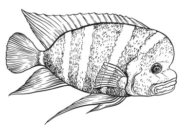 Elle çizilmiş tropikal balık