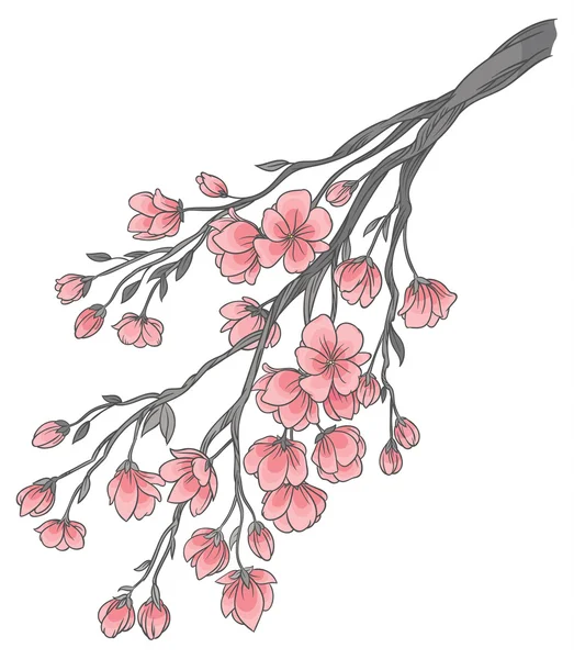 Ramos de flores de cereja — Vetor de Stock