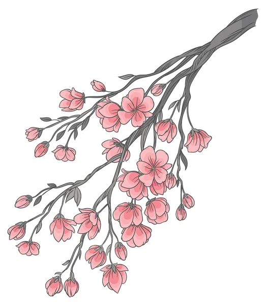 桜の枝 — ストックベクタ