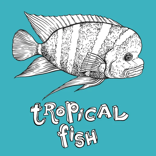 Hand drawn Tropical Fish — Stock Vector