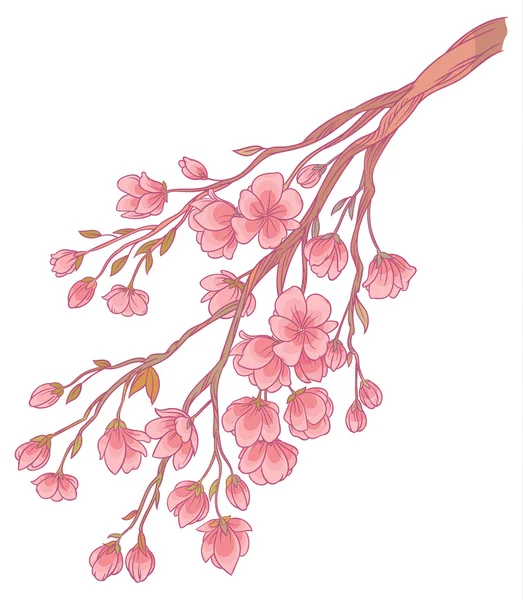 벚꽃의 가지 — 스톡 벡터