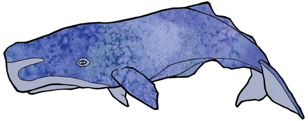 Stora blå sperm whale vacker akvarell textur vektor illustration — Stock vektor