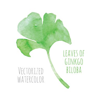 Ginkgo biloba vectorized suluboya el çizim yaprak
