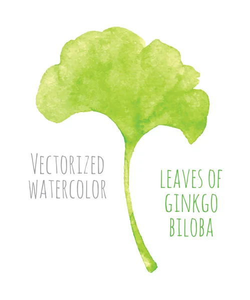 Vectorizado acuarela mano dibujo eaf de Ginkgo biloba — Vector de stock