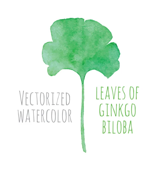 Vectorized watercolor hand drawing eaf of Ginkgo biloba — Stock Vector