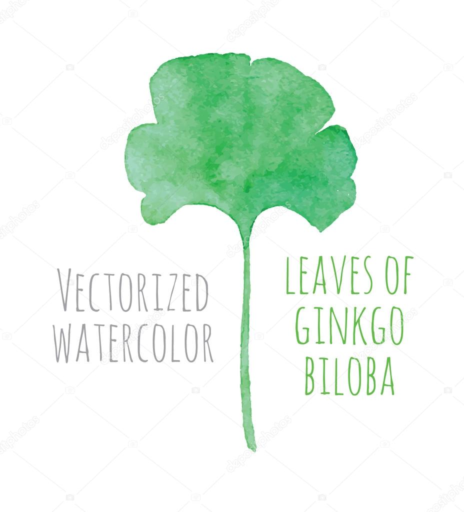 Vectorized watercolor hand drawing eaf of Ginkgo biloba