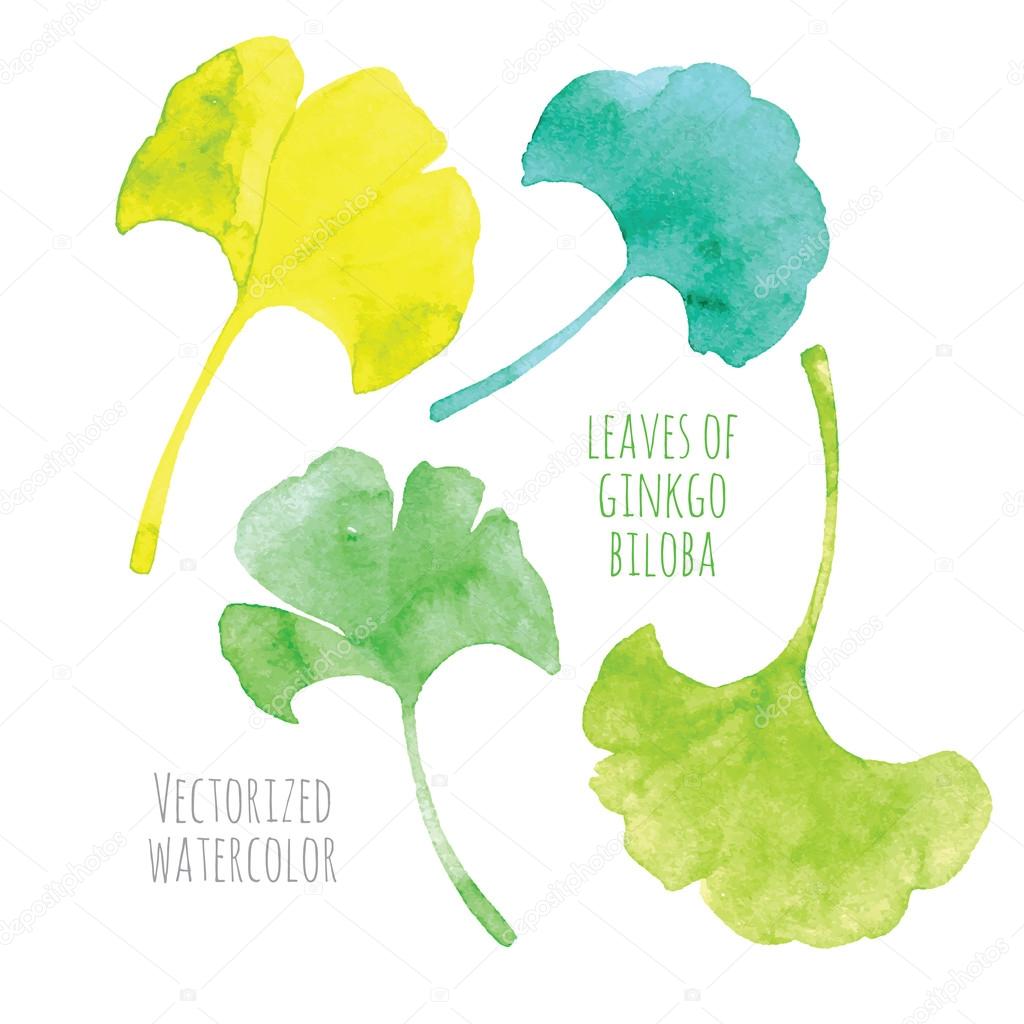 Vectorized watercolor hand drawing leaf of Ginkgo biloba