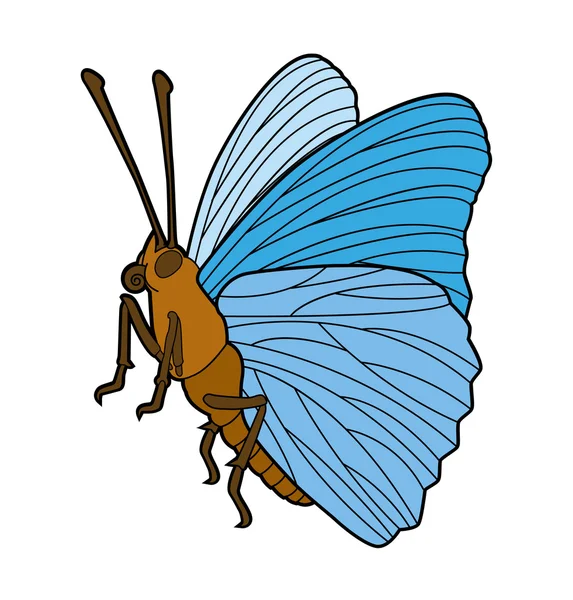 Schmetterlingsvektor — Stockvektor