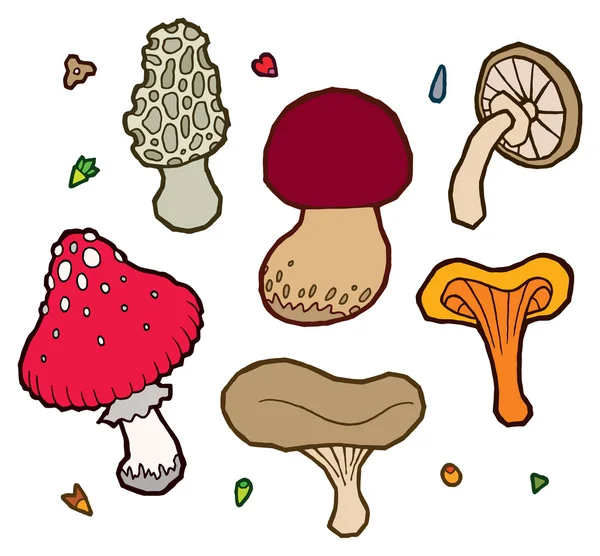 Edible mushrooms autumn — Stock Vector