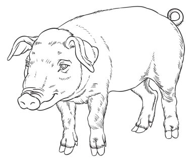 Anahat el yerli domuz çizimi