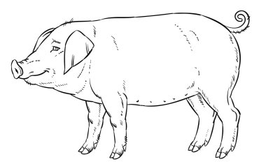 Anahat el yerli domuz çizimi