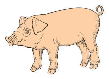 renk el yerli domuz çizimi