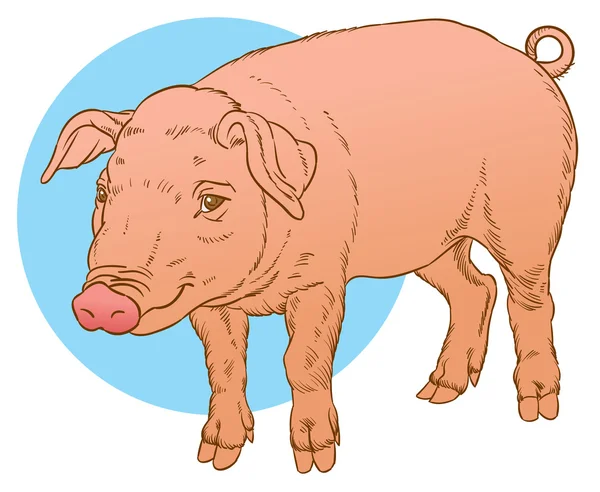 Dibujo a mano de color del cerdo doméstico — Vector de stock