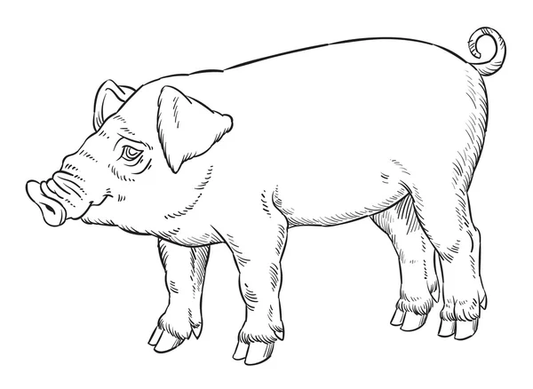 Esquema dibujo a mano del cerdo doméstico — Vector de stock