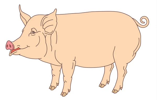 Dibujo a mano de color del cerdo doméstico — Vector de stock