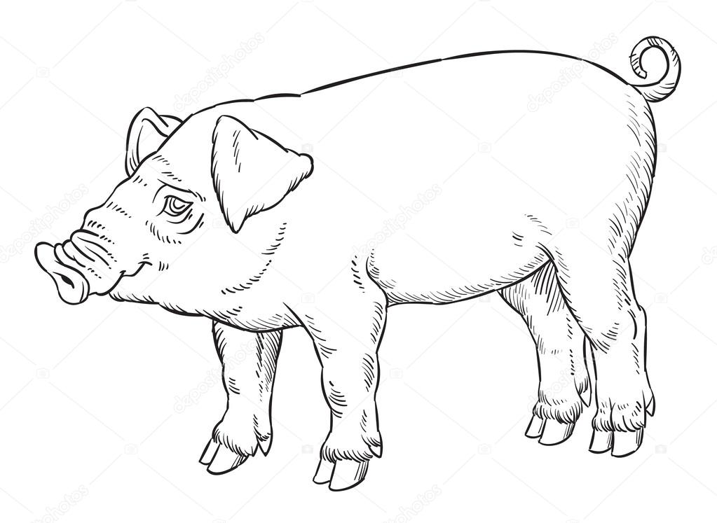 50 豚 イラスト 手書き 美しい花の画像 50 豚 イラスト 手書き 美しい花の画像